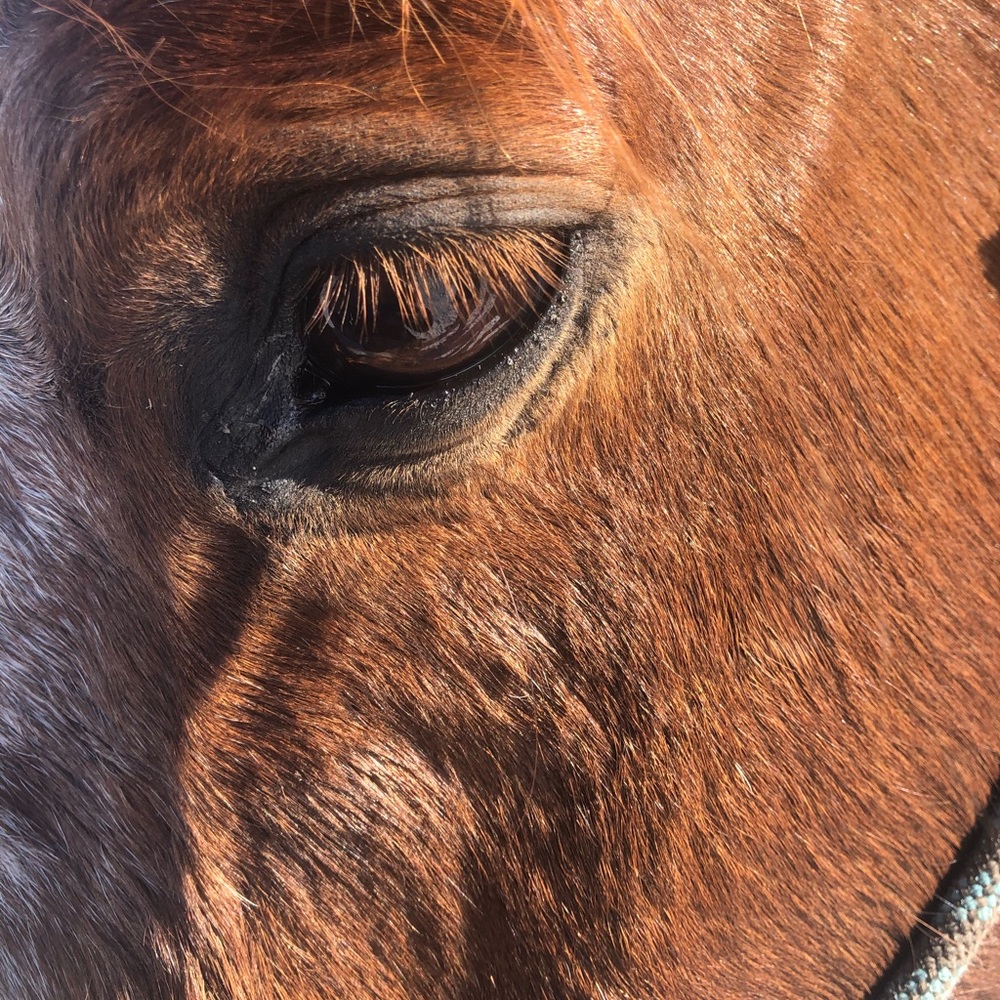 Meet your Posher, Allison